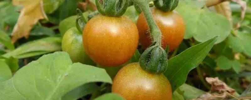 番茄果实个头太小如何让它快速膨大