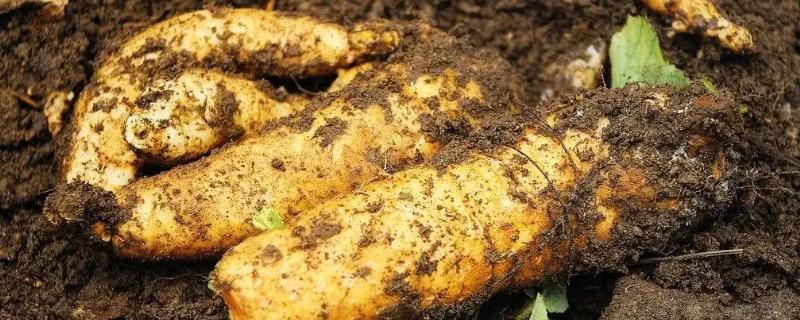 野生天麻的生长环境有哪些要求