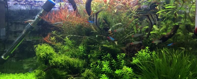 硝化细菌生物系统建立一般需要多久