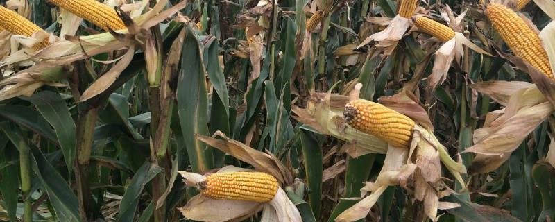 玉米种子平安169的产地是在哪里呢