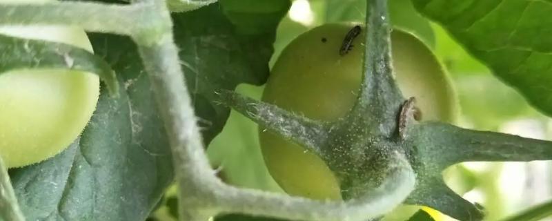 西红柿钻心虫的防治方法有哪些，应该采取什么样的防治措施呢