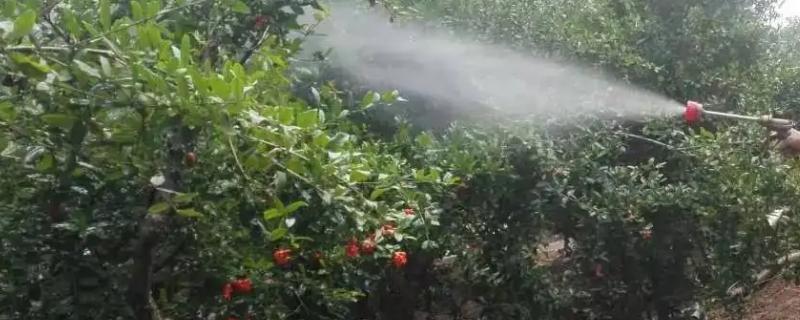 敌草快与百草枯具体有什么区别，两者在药效以及成分上的不同点有哪些