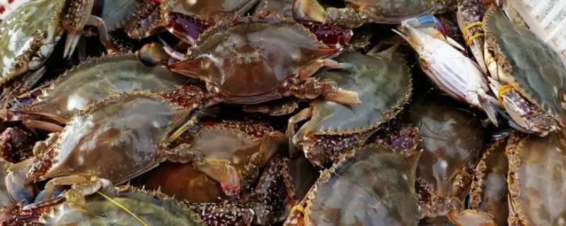 梭子蟹的品种有哪些种类