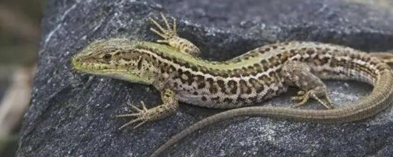 壁虎在晚上关灯后会到处乱爬吗