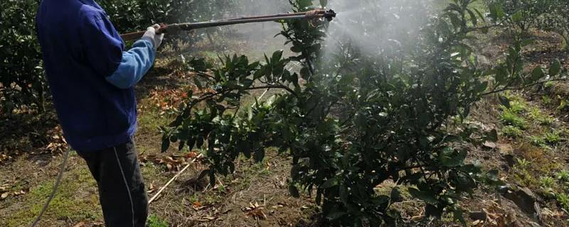 阿维螺螨酯的主要防治对象有哪些，它能有效杀灭什么害虫