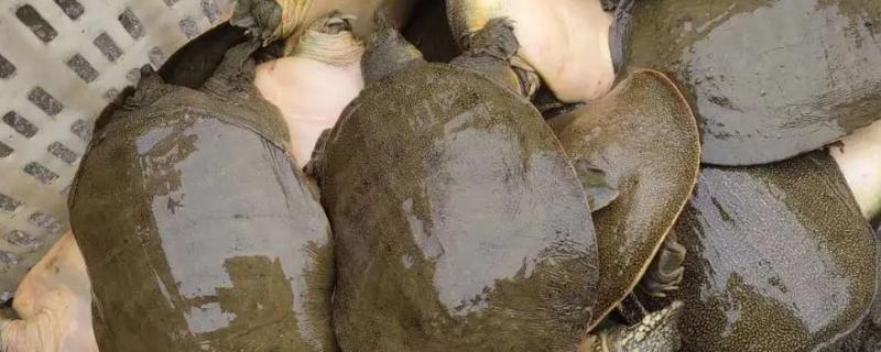 甲鱼究竟可以存活多少年