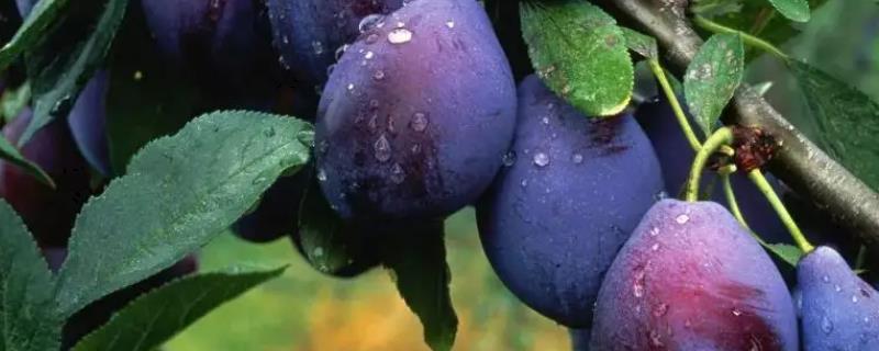 新鲜西梅现在一斤的售价是多少钱，西梅种植的前景又会如何