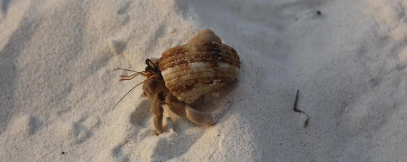 寄居蟹身上有没有寄生虫，它们体内是否真的存在寄生虫呢
