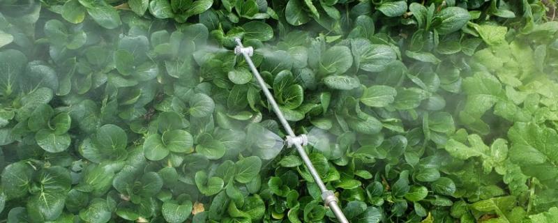 5%阿维菌素究竟需要稀释多少倍