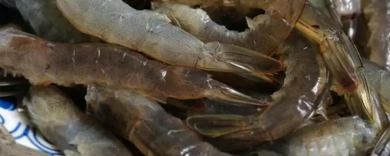 明虾是属于淡水养殖还是海水养殖呢