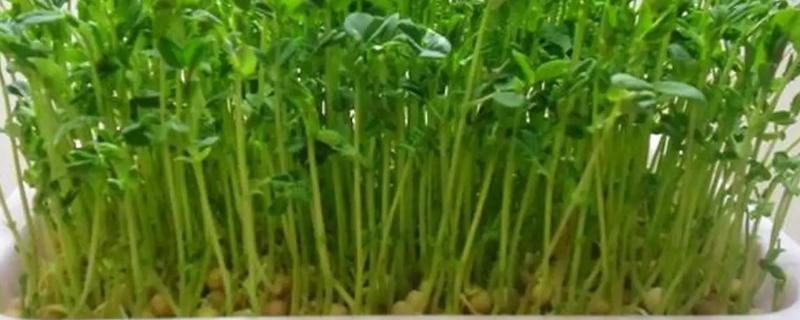 豌豆苗总共能够收割几次呢