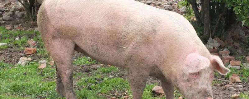 猪口蹄疫的有效治疗方法是什么，应当使用哪些药物进行对症治疗