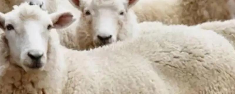 育肥羊一天喂多少饲料比较合适，每天具体的投喂量是多少呢