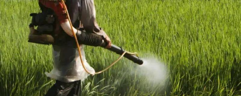 使用胺鲜乙烯利要注意哪些事项