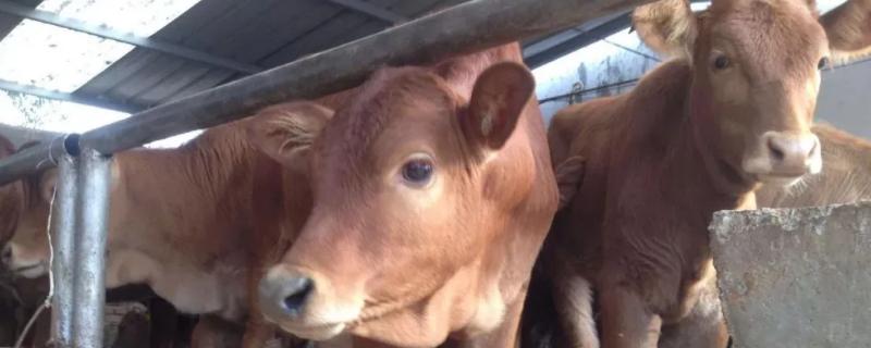 牛身上出现了牛虻该如何进行处理