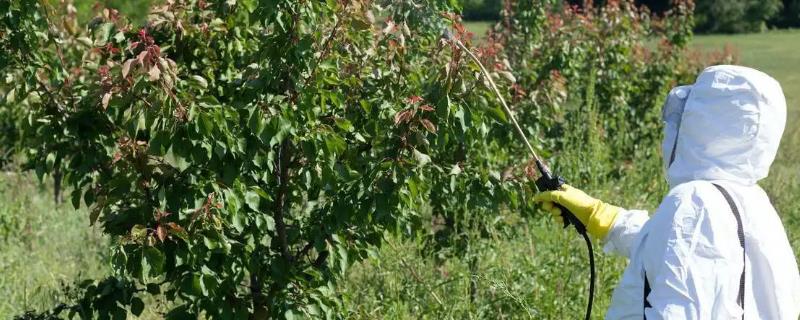 阿维菌素的作用，以及它的具体功效