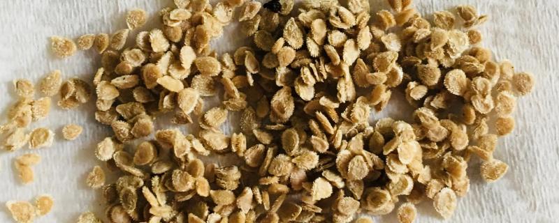 如何科学地进行西红柿留种，具体的留种操作方法有哪些