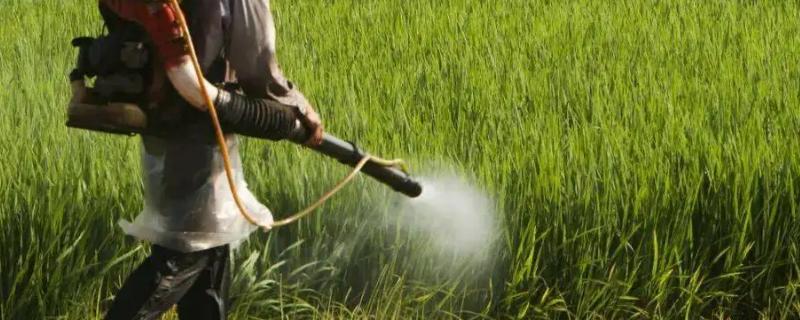 精喹禾灵禁忌使用的作物有哪些