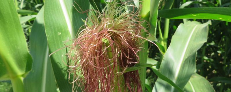 Z908玉米种子的详细特征介绍，该品种适宜在肥力中上等的地块进行种植