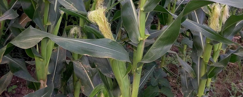 鑫荣F188玉米种子品种详细简介，从出苗至成熟一共需要127天