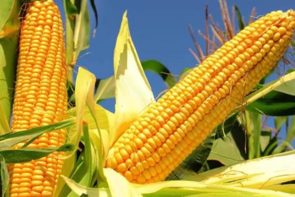 H712玉米品种的特性，密度3500株/亩左右