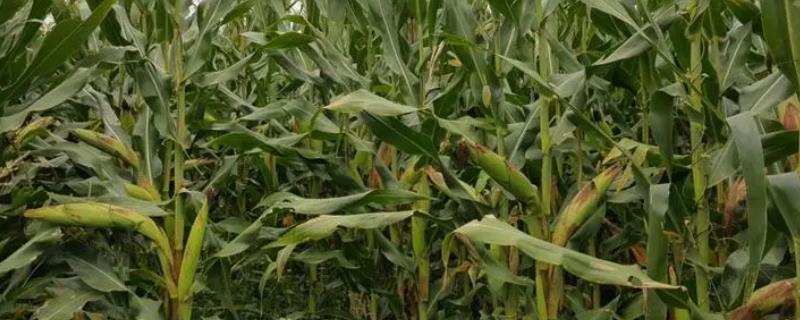 军锋37玉米品种的详细特征简介，从出苗到成熟需要123天左右