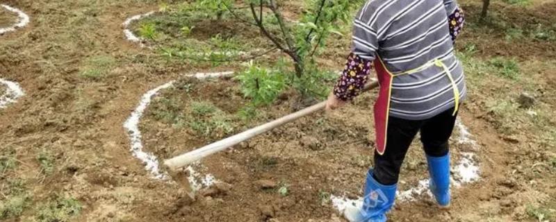 氨基酸肥料具备哪些核心功效与作用，能够有效增强作物抗性并均衡营养以及解除药害