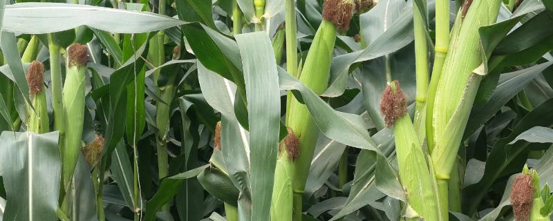 如意99玉米品种详细特征简介，中等抗性大斑病说明