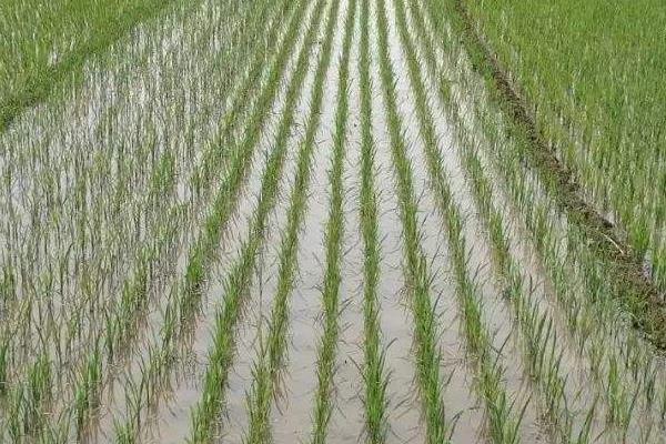 兴农软占水稻种子特点，该品种基部叶叶鞘绿色