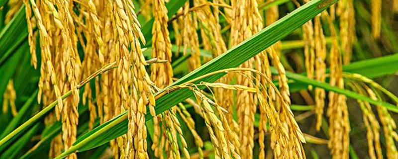 乐早优313水稻品种简介，该品种的基部叶叶鞘为绿色