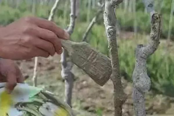 怎么使用防落素，可在作物的花期兑水喷雾