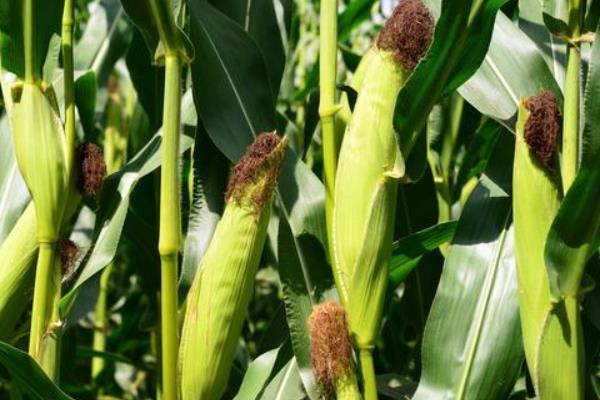 迪玉511玉米种子介绍，种植密度3800—4000株