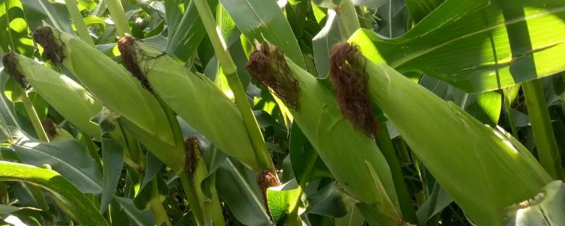 洱之玉917玉米品种特征特性简介，每亩土地建议加施复合肥25千克