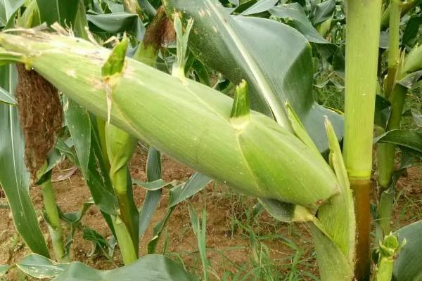 迪玉511玉米种子介绍，种植密度3800—4000株