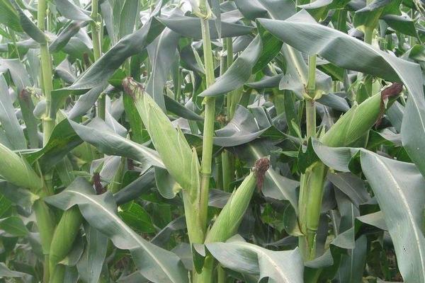 迪玉511玉米种子介绍，种植密度3800—4000株