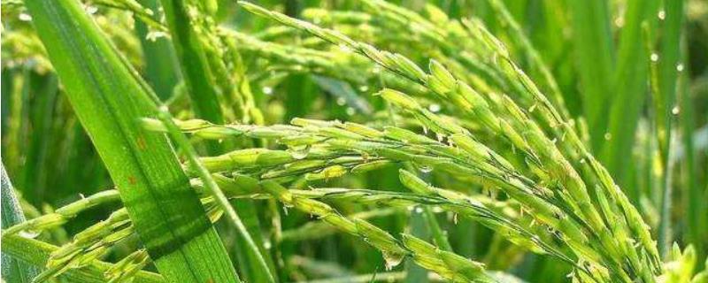 锦城优5212水稻品种详细简介，如何综合防治水稻病虫害