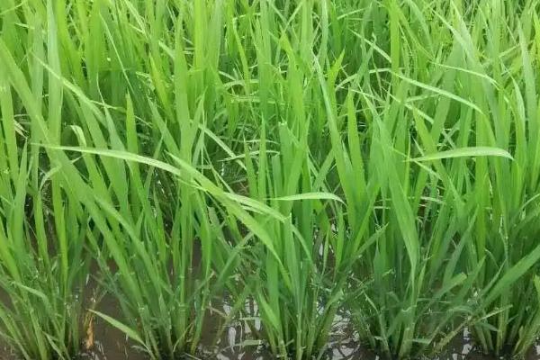 旌优505水稻种子特征特性，该品种基部叶叶鞘绿色