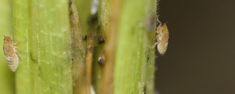 白飞虱和白粉虱有哪些区别，白飞虱属于飞虱科而白粉虱则属于粉虱科