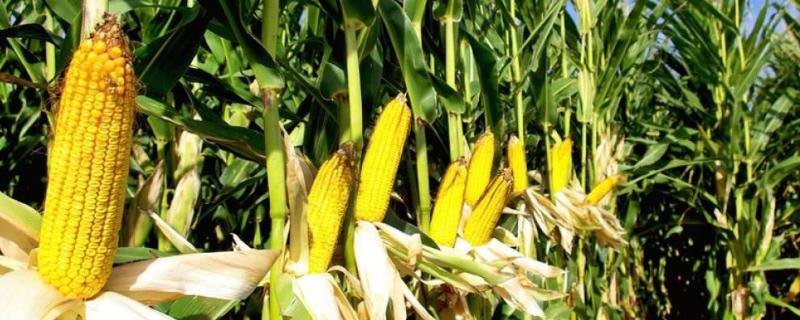 闽黑糯1号玉米种子有哪些特点，它的品种优势以及详细表现如何