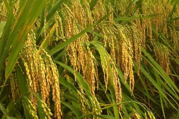 莹丰优2165水稻种简介，每亩有效穗数16.7万