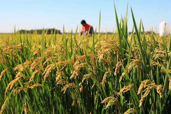 莹丰优2165水稻种简介，每亩有效穗数16.7万