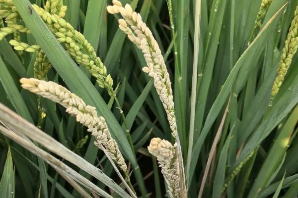 莹丰优2165水稻种简介，每亩有效穗数16.7万