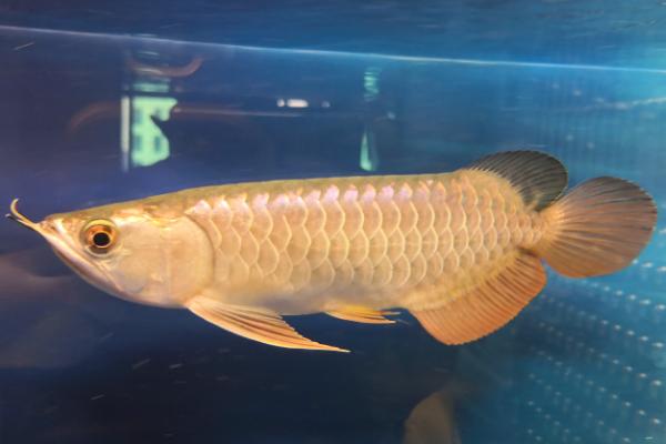 过背金龙鱼好不好养，饲养难度并不大
