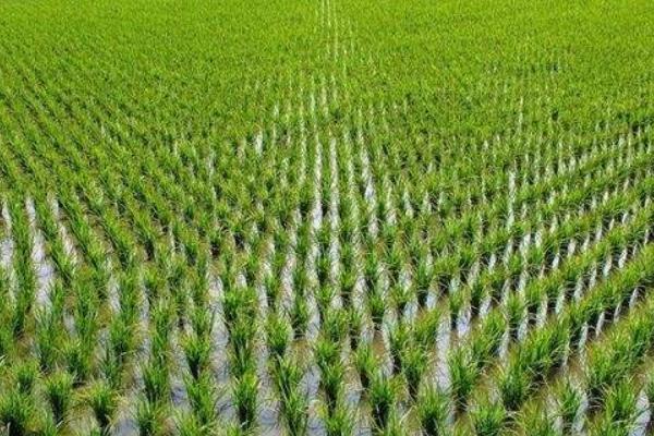 富育粳56水稻品种的特性,播种前宜用咪鲜胺浸种
