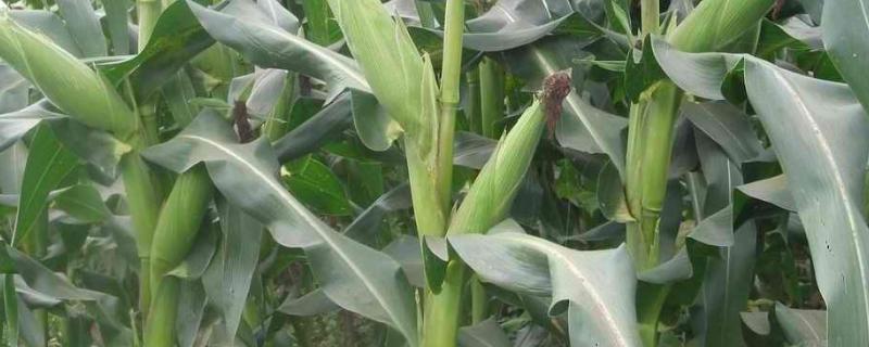 早玉102玉米种子具有哪些特征特性，它的全生育期大约在90天左右
