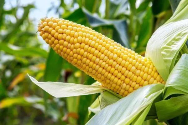 郑原玉995玉米种子介绍,适宜播种期4月下旬至5月上旬