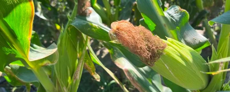 大京九186玉米种子的详细特征特性是什么，它的抗性表现为中抗小斑病