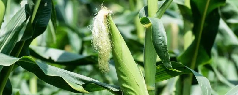 大唐236玉米种子详细介绍，中度抗性穗腐病及其特点