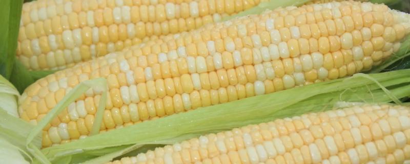 荟玉8237玉米种子详细品种介绍，最适宜的播种期在3月下旬至4月上旬左右