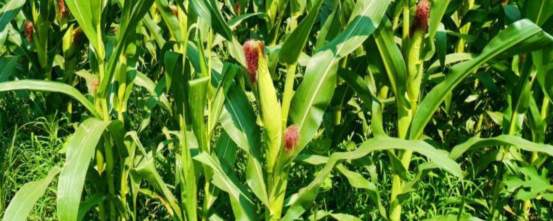 先达511玉米种子详细简介，它中抗茎腐病吗